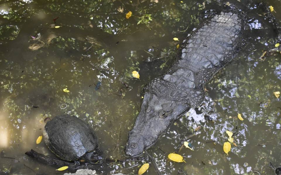 Cuánto cuesta comer un cocodrilo? En México ya crían “juanchos” para su  consumo - El Sol de Tampico | Noticias Locales, Policiacas, sobre México,  Tamaulipas y el Mundo