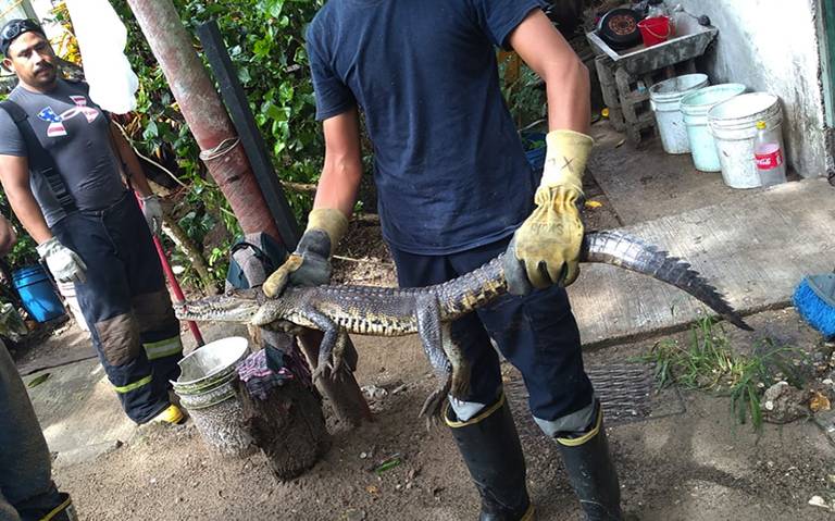 Cría de cocodrilo se sale de laguna y termina en patio de una casa en  Madero - El Sol de Tampico | Noticias Locales, Policiacas, sobre México,  Tamaulipas y el Mundo