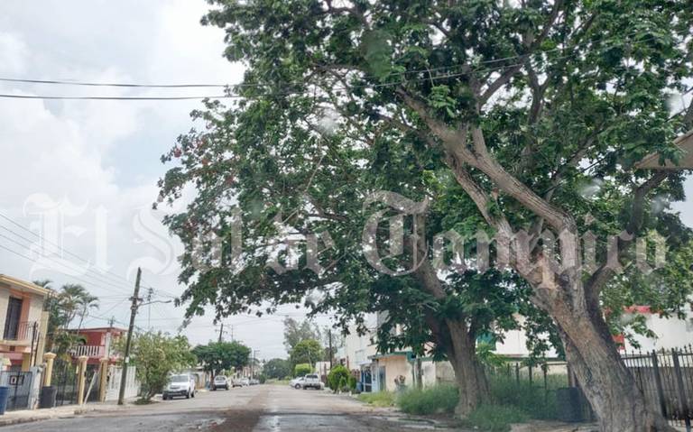 Día Mundial del Árbol y la contaminación, hacemos recuento: deforestación  aumenta calor y disminuye especies naturales - El Sol de Tampico | Noticias  Locales, Policiacas, sobre México, Tamaulipas y el Mundo