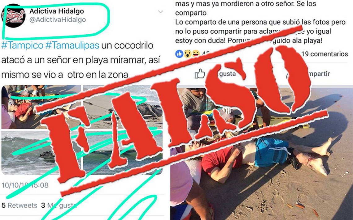 Falso ataque de cocodrilo causa alarma en playas de Tampico - El Sol de  México | Noticias, Deportes, Gossip, Columnas