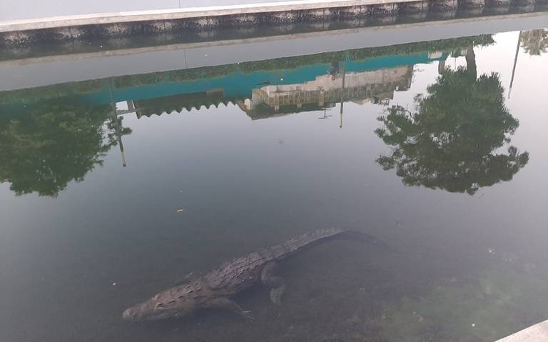 Identifican a hombre atacado por cocodrilo - El Sol de Tampico | Noticias  Locales, Policiacas, sobre México, Tamaulipas y el Mundo