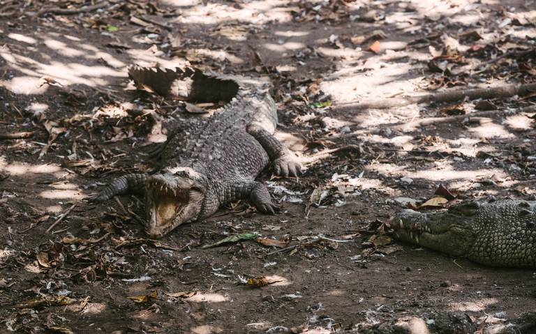 Expertos recomiendan cómo actuar ante ataques de cocodrilo - El Sol de  Tampico | Noticias Locales, Policiacas, sobre México, Tamaulipas y el Mundo