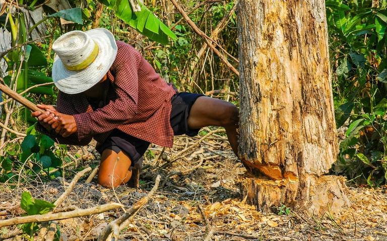 Denuncian tala de árboles ilegal en Madero - El Sol de Tampico | Noticias  Locales, Policiacas, sobre México, Tamaulipas y el Mundo