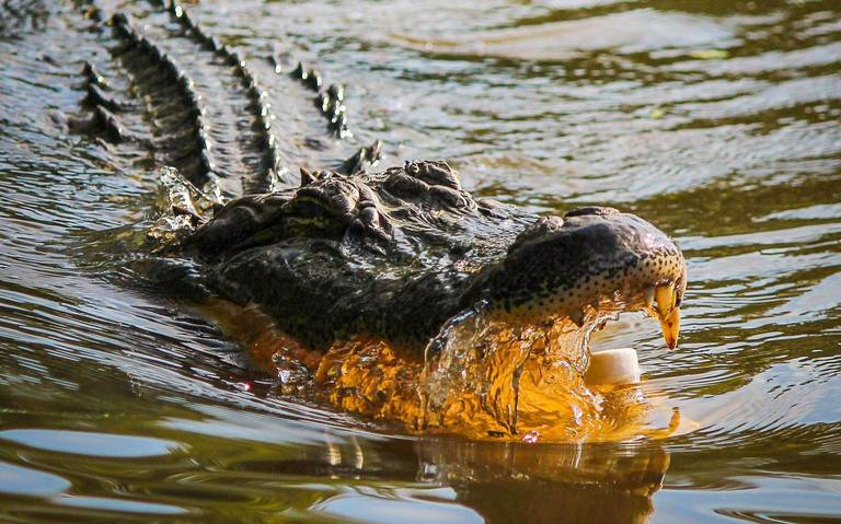 Juanchos” reaccionan ante un comentario, ¿los cocodrilos entienden lo que  decimos? - El Sol de Tampico | Noticias Locales, Policiacas, sobre México,  Tamaulipas y el Mundo