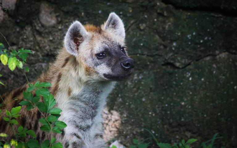 Shenzi y Banzai, las hienas que encontraron un hogar en Tamaulipas - El Sol  de Tampico | Noticias Locales, Policiacas, sobre México, Tamaulipas y el  Mundo