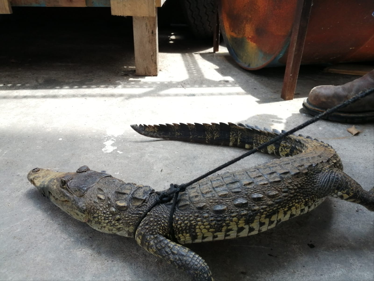 Cocodrilos sí pueden llegar a playa Miramar, advierten autoridades - El Sol  de Tampico | Noticias Locales, Policiacas, sobre México, Tamaulipas y el  Mundo