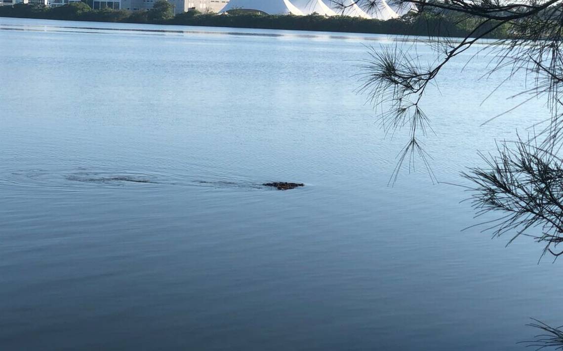 Tampico: Cocodrilo atrapa y mata a un perro en la laguna del Carpintero -  El Sol de Tampico | Noticias Locales, Policiacas, sobre México, Tamaulipas  y el Mundo