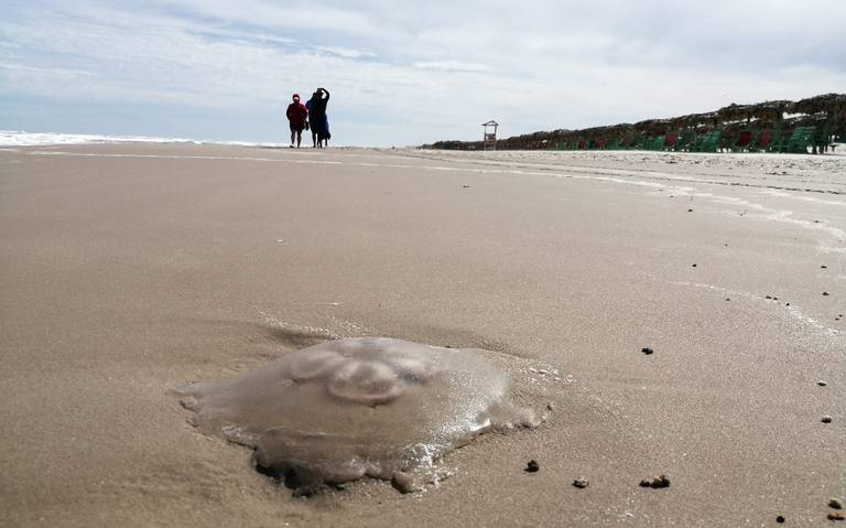 Video] Playa cerrada, ganancia de pescadores - El Sol de Tampico  Noticias  Locales, Policiacas, sobre México, Tamaulipas y el Mundo