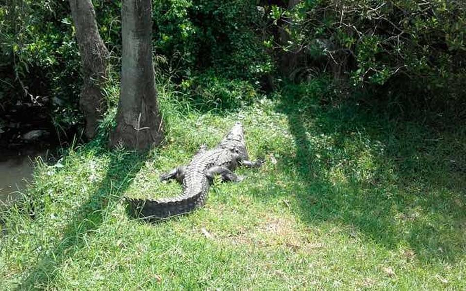 Otro cocodrilo se salió de la Laguna del Carpintero - El Sol de Tampico |  Noticias Locales, Policiacas, sobre México, Tamaulipas y el Mundo
