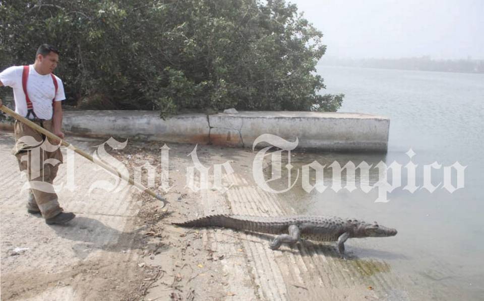 Tampico: Bomberos capturan a cocodrilo en la laguna del Carpintero - El Sol  de Tampico | Noticias Locales, Policiacas, sobre México, Tamaulipas y el  Mundo