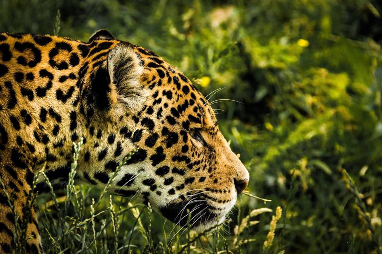 Mujer Leopardo Selva - Imagen gratis en Pixabay - Pixabay