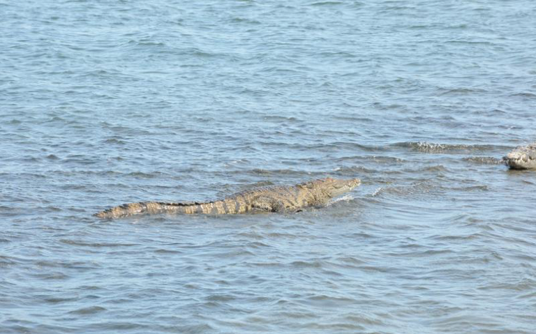 Cocodrilos de Tampico en playa Miramar: capacitan personal - El Sol de  Tampico | Noticias Locales, Policiacas, sobre México, Tamaulipas y el Mundo