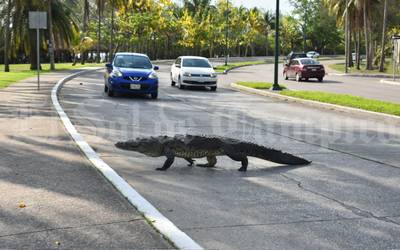 Video] Cocodrilo de 2 metros sale de paseo por las calles de Tampico - El  Sol de Córdoba | Noticias Locales, Policiacas, sobre México, Veracruz y el  Mundo