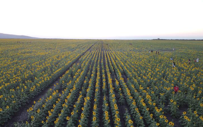 Comienza la cosecha en los campos de girasoles de Tamaulipas, ¿cómo se  aprovechan estas flores? - El Sol de Tampico | Noticias Locales,  Policiacas, sobre México, Tamaulipas y el Mundo