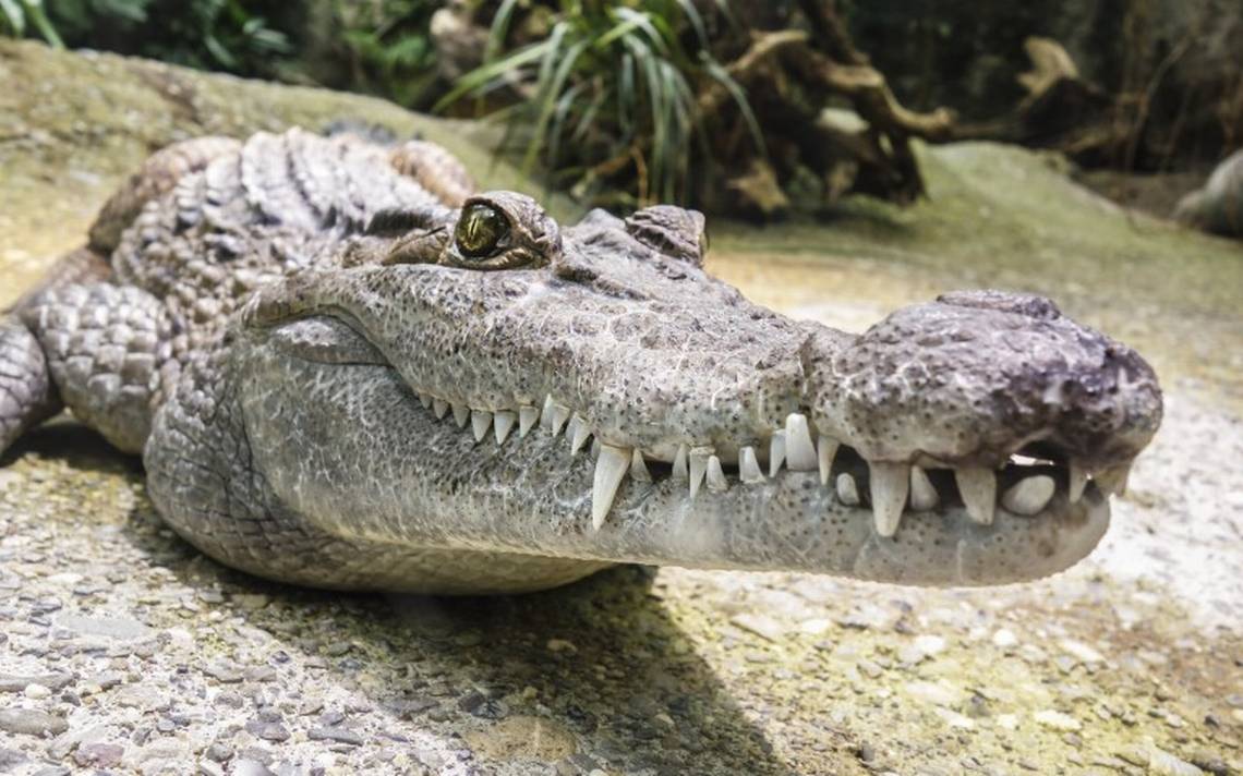 En una batalla campal se enfrenta un cocodrilo y una pitón: quién ganó la  pelea - El Sol de Tampico | Noticias Locales, Policiacas, sobre México,  Tamaulipas y el Mundo