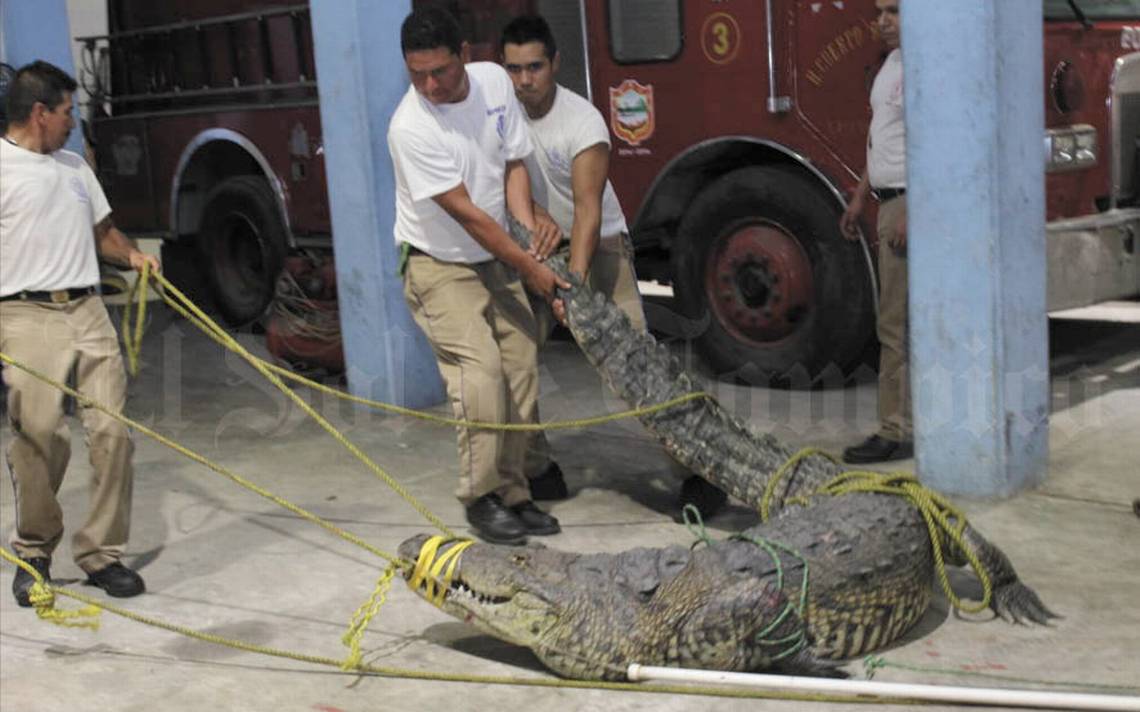 Video] Atrapan a cocodrilo asesino y lo resguardan en oficinas de Bomberos  de Tampico - El Sol de Tampico | Noticias Locales, Policiacas, sobre  México, Tamaulipas y el Mundo