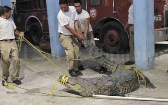 Video] Atrapan a cocodrilo asesino y lo resguardan en oficinas de Bomberos  de Tampico - El Sol de Tampico | Noticias Locales, Policiacas, sobre  México, Tamaulipas y el Mundo