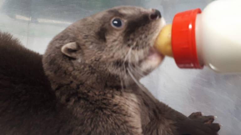 Nutrias bebés rescatadas en río Pánuco con salud estable: Tampico - Grupo  Milenio