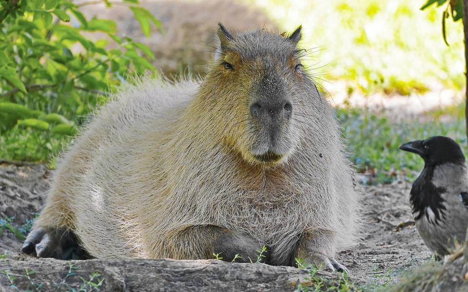Qué son las capibaras, los roedores más grandes del mundo? - El Sol de  Tampico | Noticias Locales, Policiacas, sobre México, Tamaulipas y el Mundo