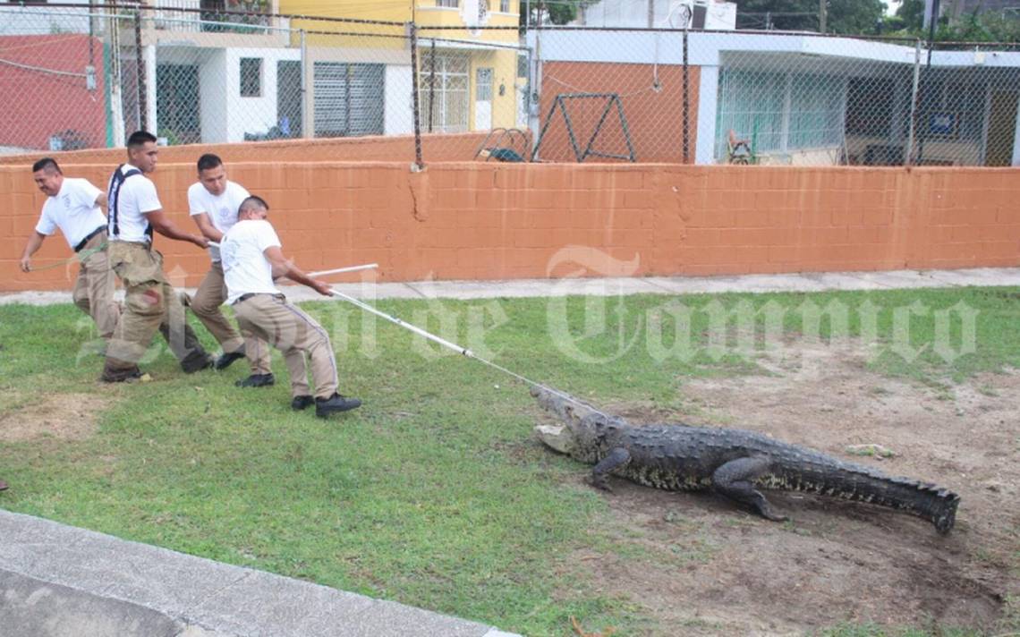 Video] Capturan enorme cocodrilo en Tampico - El Sol de Tampico | Noticias  Locales, Policiacas, sobre México, Tamaulipas y el Mundo
