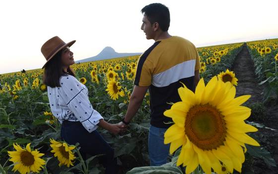 Campo de girasoles en Tamaulipas: ya abrió al público en González [Video] -  El Sol de Tampico | Noticias Locales, Policiacas, sobre México, Tamaulipas  y el Mundo