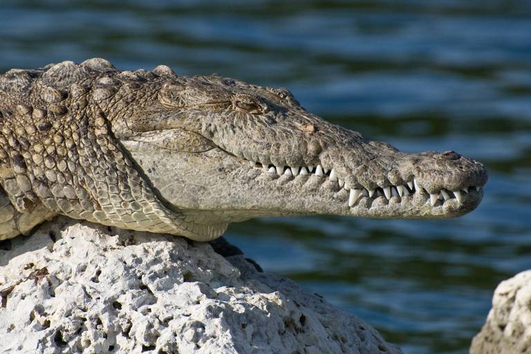 Lista de animales que no se pueden comer según la biblia, además de  cocodrilos - El Sol de Tampico | Noticias Locales, Policiacas, sobre  México, Tamaulipas y el Mundo