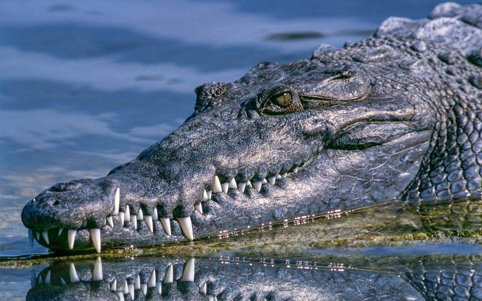 Viralizan video de cocodrilo gigante devorando lagarto en Estados Unidos -  El Sol de Tampico | Noticias Locales, Policiacas, sobre México, Tamaulipas  y el Mundo