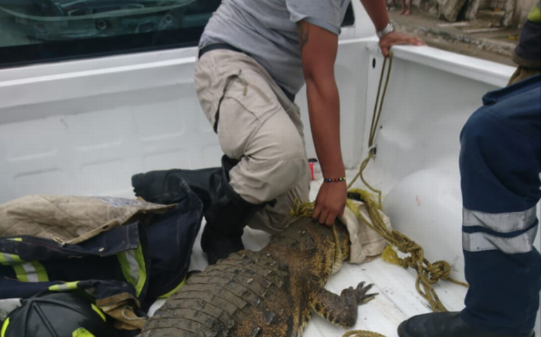 Tamaulipas, primer lugar en ataques de cocodrilos - El Sol de Tampico |  Noticias Locales, Policiacas, sobre México, Tamaulipas y el Mundo