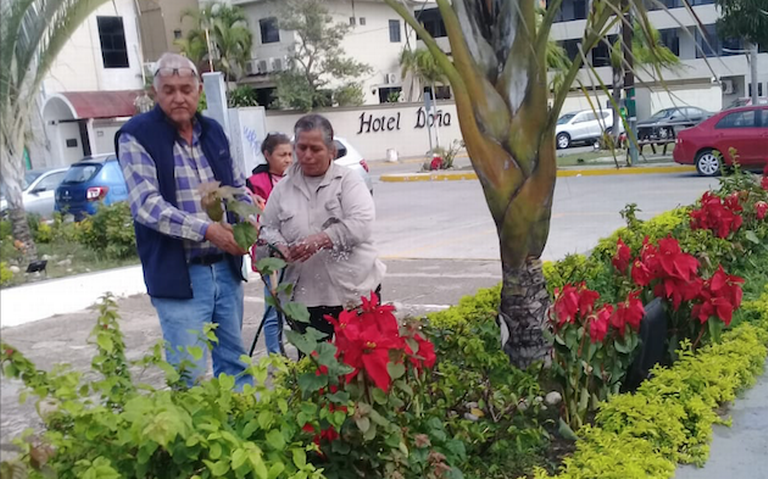 Colocan flores de nochebuenas en la ciudad - El Sol de Tampico | Noticias  Locales, Policiacas, sobre México, Tamaulipas y el Mundo