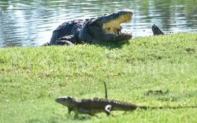 Ebrios se meten a laguna en Tampico y retan a cocodrilos a atacarlos | El  Mañana de Nuevo Laredo