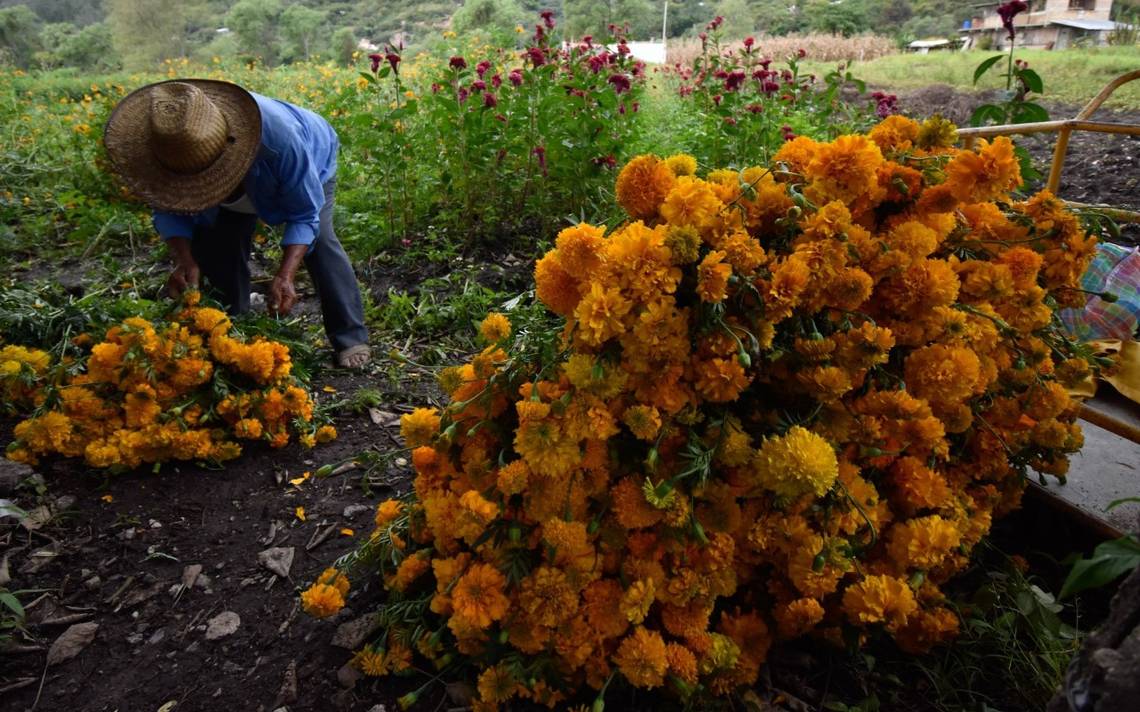 No tires las flores de cempasúchil, ya puedes vender sus semillas - El Sol  de Tampico | Noticias Locales, Policiacas, sobre México, Tamaulipas y el  Mundo