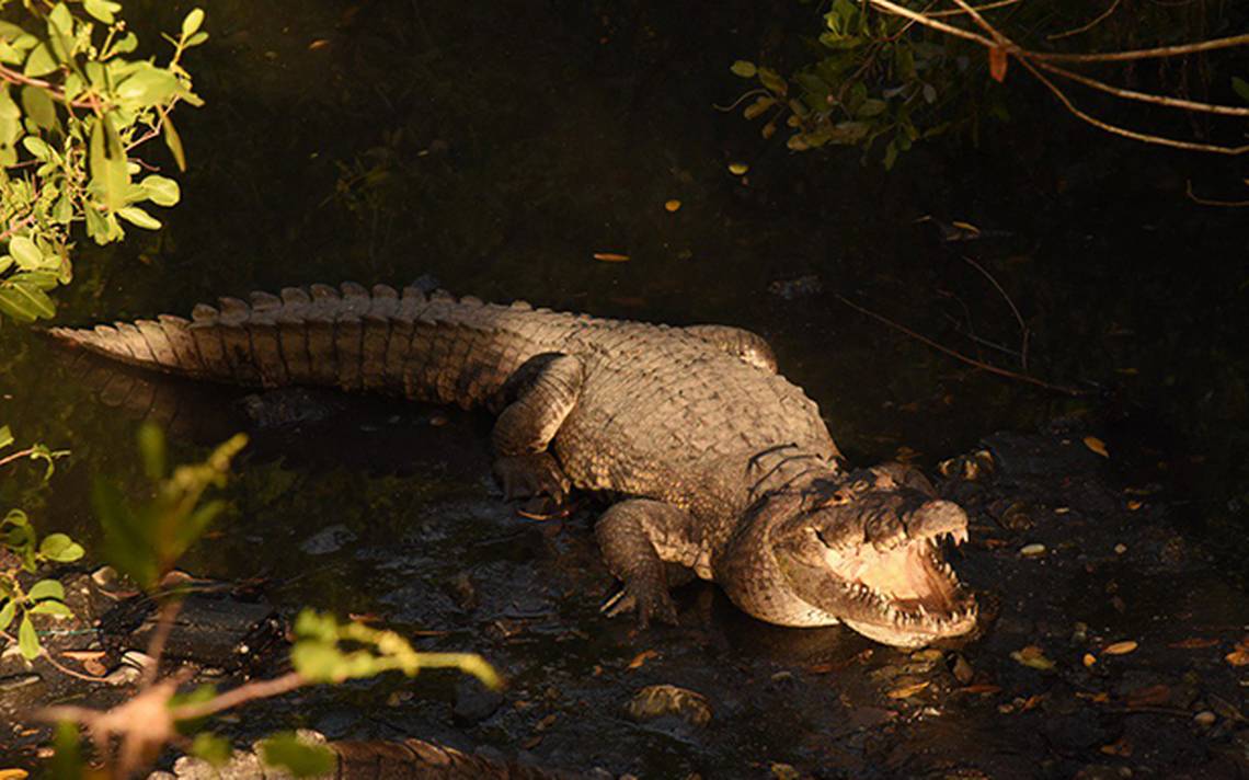 Cocodrilos seguirán siendo un atractivo en Tampico - El Sol de Tampico |  Noticias Locales, Policiacas, sobre México, Tamaulipas y el Mundo