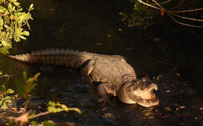 Cocodrilos seguirán siendo un atractivo en Tampico - El Sol de Tampico |  Noticias Locales, Policiacas, sobre México, Tamaulipas y el Mundo