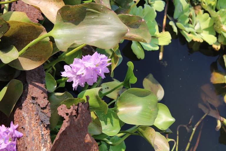 Lirio acuático o jacinto de agua invade la Laguna del Champayán en Altamira  - El Sol de Tampico | Noticias Locales, Policiacas, sobre México,  Tamaulipas y el Mundo