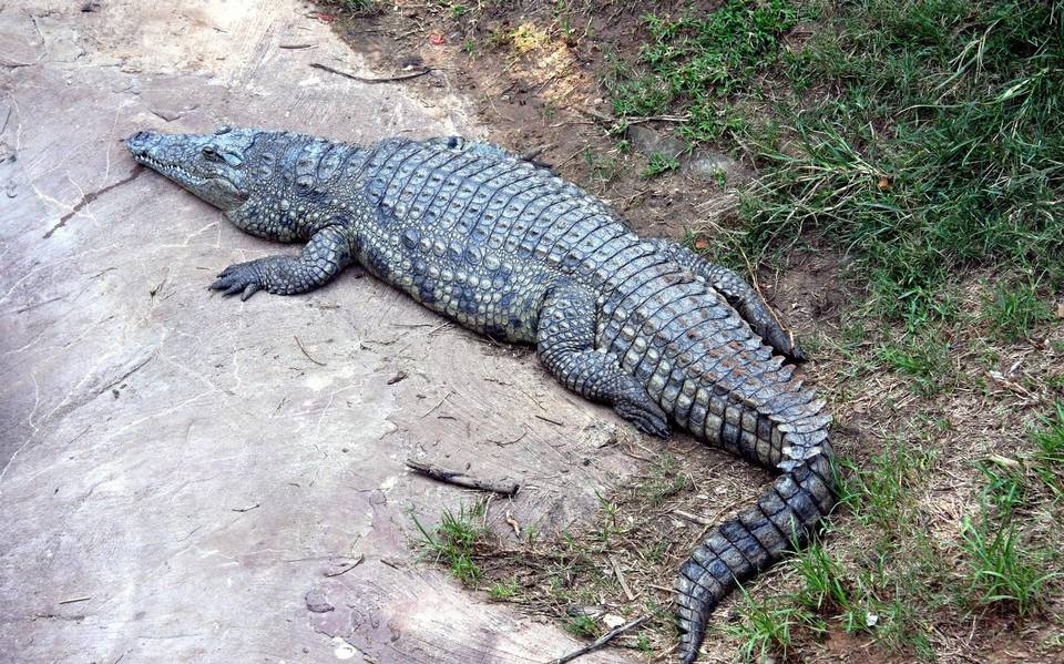 Cocodrilo que mató a hombre en la laguna del Carpintero no será  sacrificado: Profepa - El Sol de Tampico | Noticias Locales, Policiacas,  sobre México, Tamaulipas y el Mundo