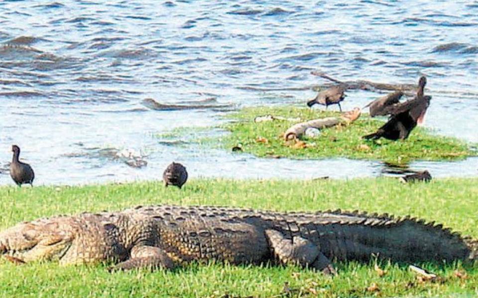 Tampico, Capital de los Cocodrilos - El Sol de Tampico | Noticias Locales,  Policiacas, sobre México, Tamaulipas y el Mundo