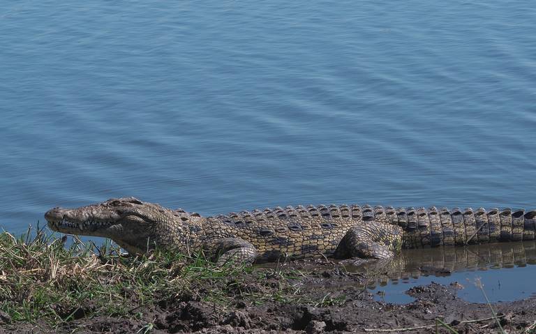 Se registra nuevo ataque de cocodrilo en la laguna del Carpintero de Tampico  - El Sol de Tampico | Noticias Locales, Policiacas, sobre México,  Tamaulipas y el Mundo