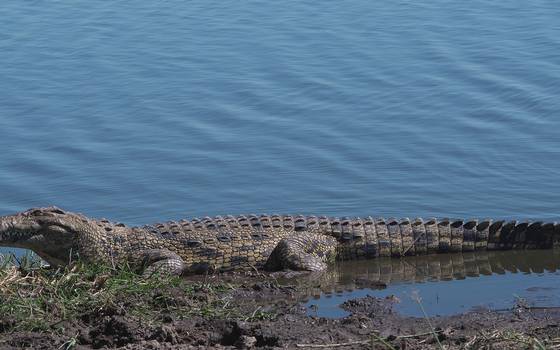 Analizar sacrificar a cocodrilo de Tampico que mató a un hombre en la  laguna del Carpintero VIDEO - El Sol de Tampico | Noticias Locales,  Policiacas, sobre México, Tamaulipas y el Mundo