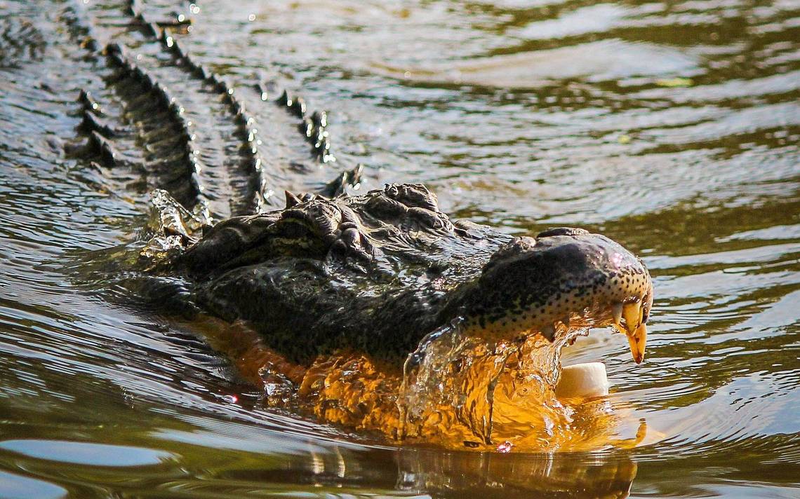 Lic Dacor se toma video junto a un cocodrilo, “en Tampico tenemos aguas  jurásicas” - El Sol de Tampico | Noticias Locales, Policiacas, sobre  México, Tamaulipas y el Mundo