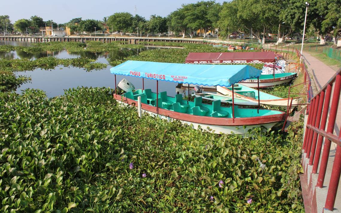 Lirio acuático o jacinto de agua invade la Laguna del Champayán en Altamira  - El Sol de Tampico | Noticias Locales, Policiacas, sobre México,  Tamaulipas y el Mundo