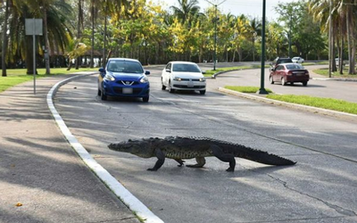 Cocodrilos Tampico: Qué hacer al encontrarse con un saurio en la calle - El  Sol de Tampico | Noticias Locales, Policiacas, sobre México, Tamaulipas y  el Mundo