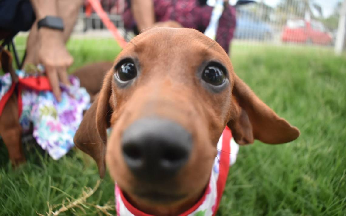 Canine Day is well known with a dachshund race in Tampico – El Sol de Tampico