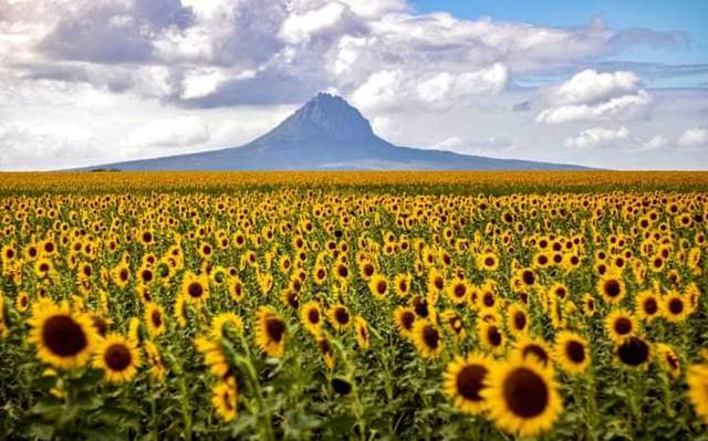 Por girasoles no paramos! Abren un tercer campo en Tamaulipas [Mapa] - El  Sol de Tampico | Noticias Locales, Policiacas, sobre México, Tamaulipas y el  Mundo