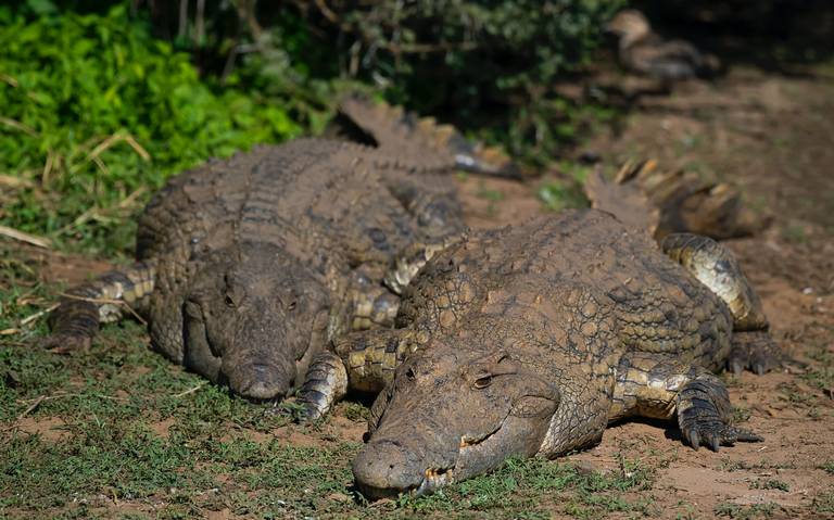 Dos cocodrilos merodeaban zonas habitacionales de Altamira - El Sol de  Tampico | Noticias Locales, Policiacas, sobre México, Tamaulipas y el Mundo