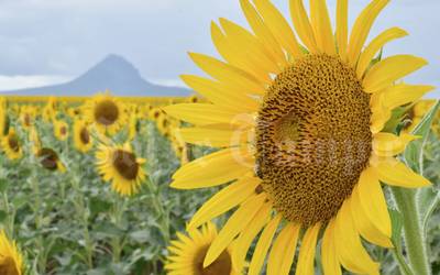 Girasoles, González, Tamaulipas, Campo de girasoles, cobran entrada - El  Sol de Tampico | Noticias Locales, Policiacas, sobre México, Tamaulipas y  el Mundo