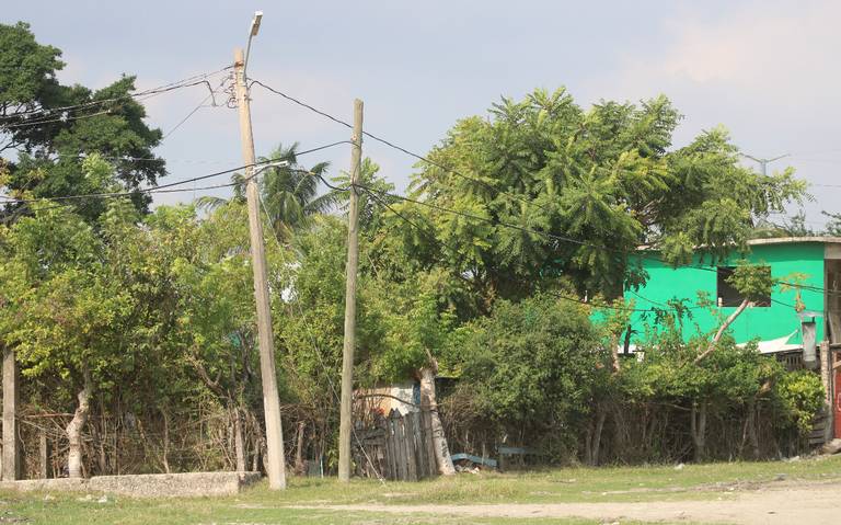 Multas por talar un árbol sin autorización en Ciudad Madero - El Sol de  Tampico | Noticias Locales, Policiacas, sobre México, Tamaulipas y el Mundo
