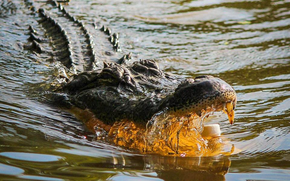 Cocodrilo arrancó un brazo a su víctima: buscarán con Rayos X la extremidad  en el saurio - El Sol de Tampico | Noticias Locales, Policiacas, sobre  México, Tamaulipas y el Mundo