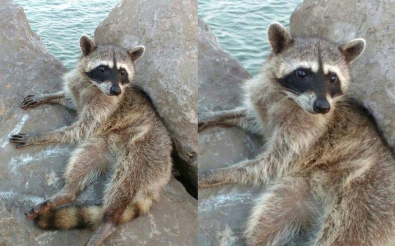 Mapaches bebés comiendo basura en Tampico: VIDEO - El Sol de Tampico |  Noticias Locales, Policiacas, sobre México, Tamaulipas y el Mundo