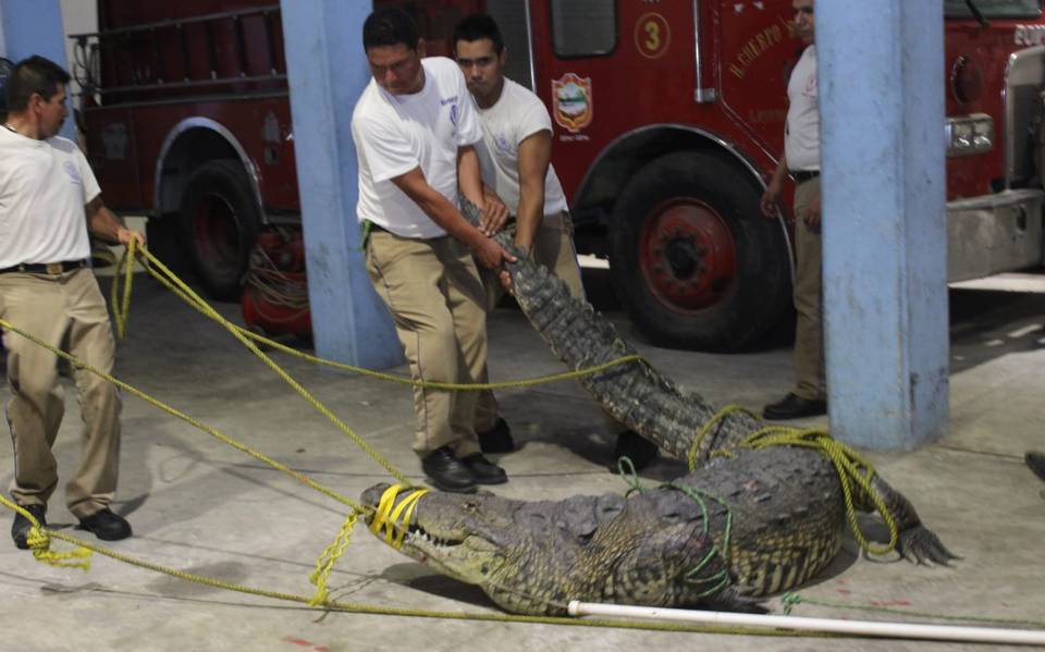 A un año de cuando un cocodrilo mató a una mujer en Tampico [Video] - El  Sol de Tampico | Noticias Locales, Policiacas, sobre México, Tamaulipas y  el Mundo