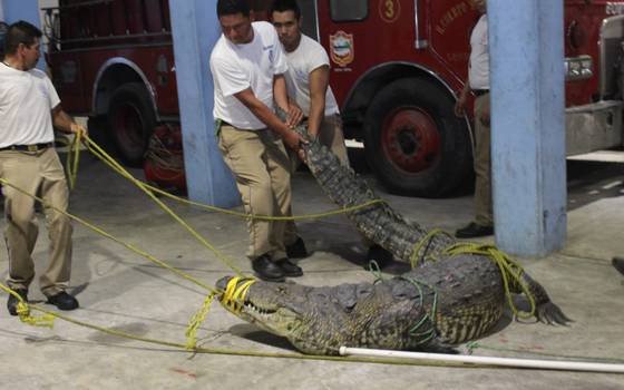 A un año de cuando un cocodrilo mató a una mujer en Tampico [Video] - El  Sol de Tampico | Noticias Locales, Policiacas, sobre México, Tamaulipas y  el Mundo